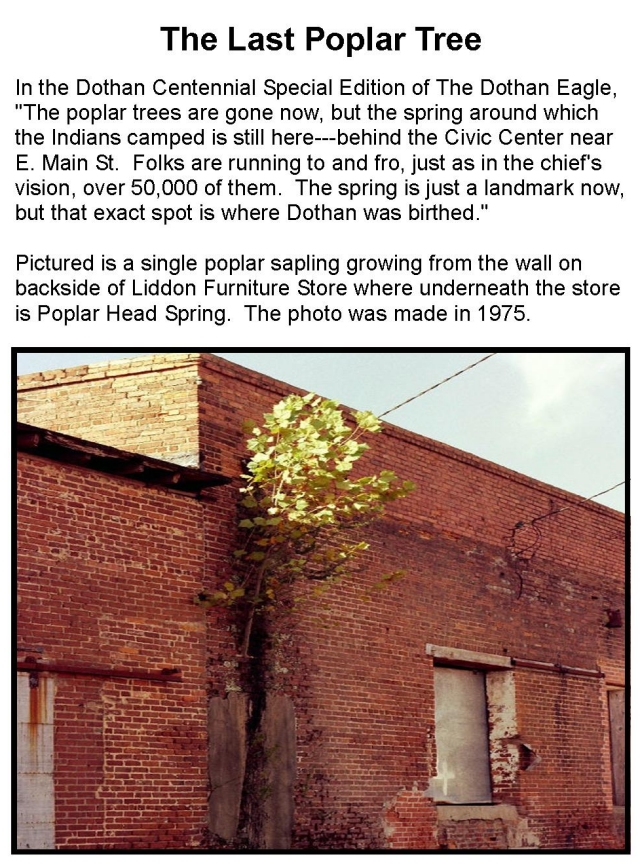 Poplar Tree